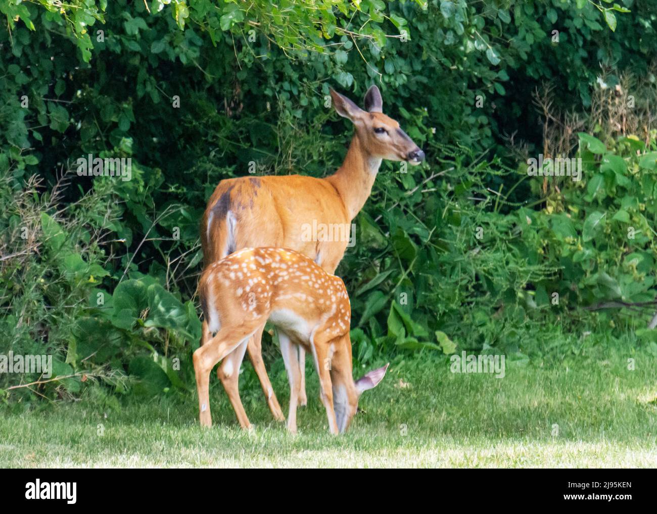 A doe watches over her fawn while they grazes on a suburban lawn in Waukesha County, Wisconsin. Stock Photo