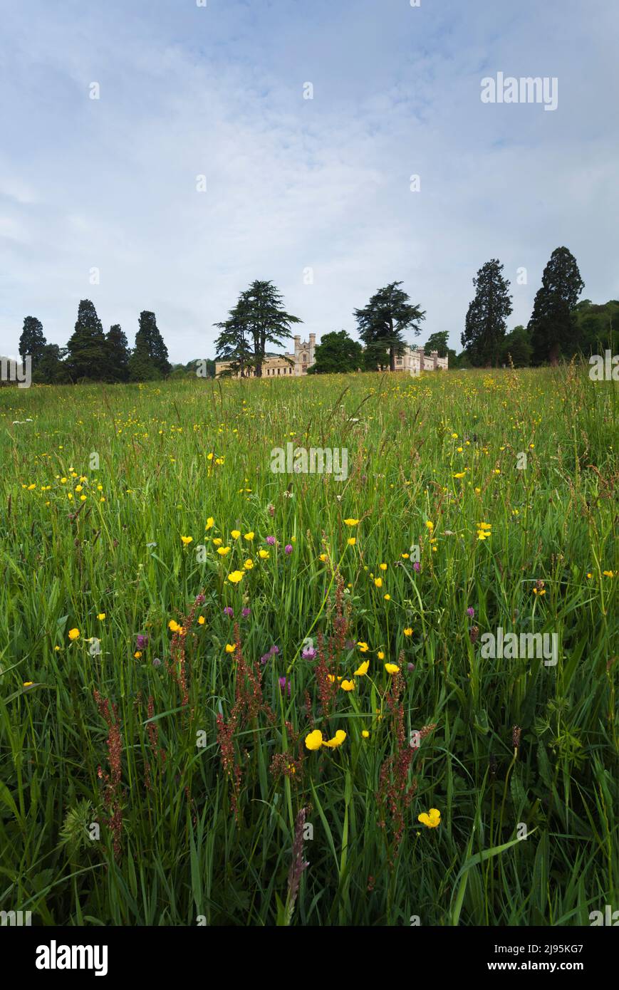 Unmown field of wildflowers on the Ashton Court Estate, including buttercup and clover. Bristol, UK. Stock Photo