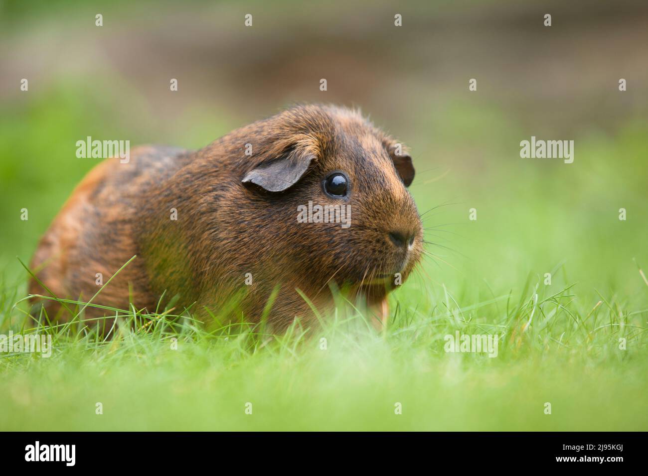 Adult female American Guinea Pig with dark brown and light brown coat. Stock Photo