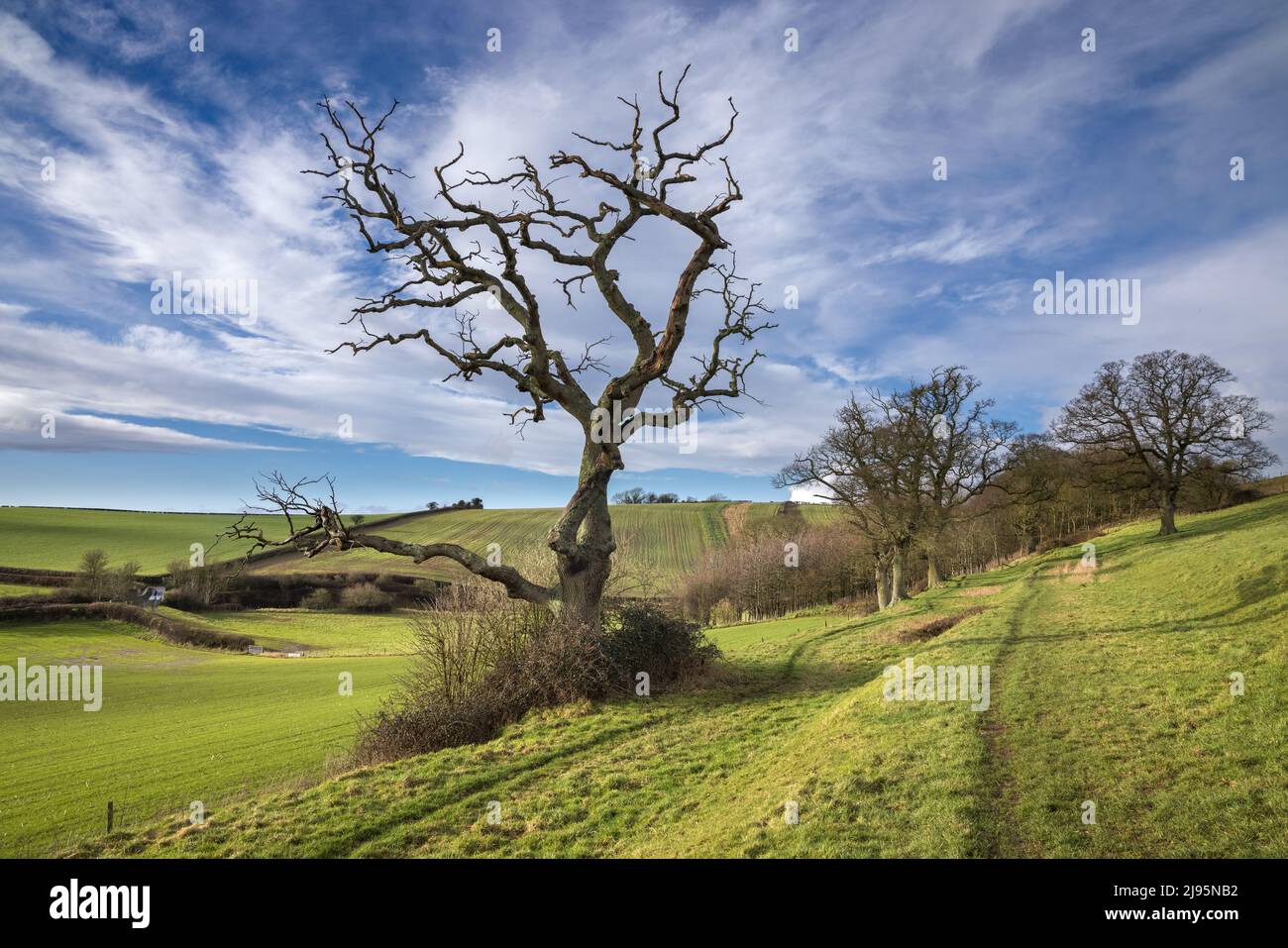 A twisted dead tree on Vartenham Hill, Milborne Port, Somerset, Stock Photo