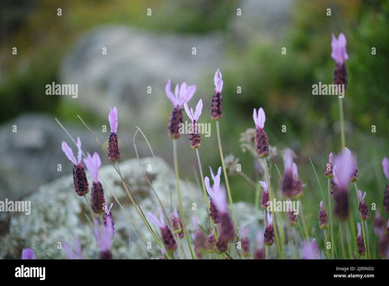 Close-up of Lavandula pedunculata, aka French Lavender, Butterfly lavender, Spanish lavender, Lavandula stoechas. Stock Photo