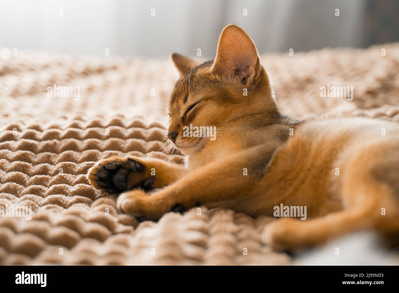 Pussyc hi-res stock photography and images - Alamy