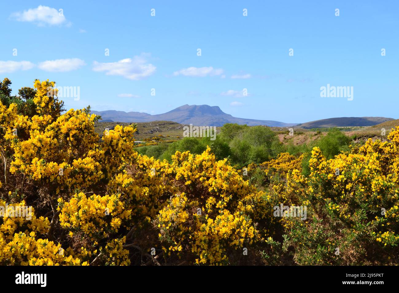 Gorse at the start of the walk to Ben Mor Coigach, an fab ridge near Ullapool, hikers, walkers, views of Summer Isles Stock Photo