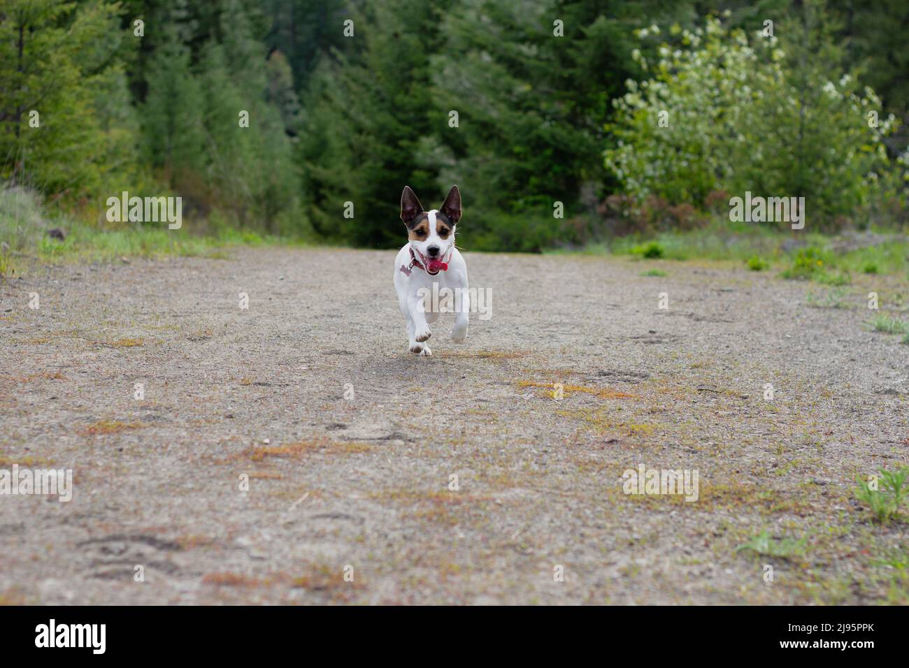 Low angle view of small happy dog running towards camera on trail in a green forest Stock Photo
