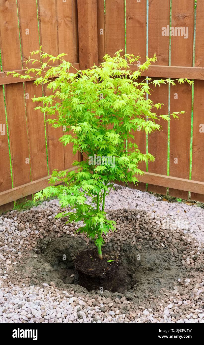 Maple tree during planting sequence in house garden Stock Photo - Alamy