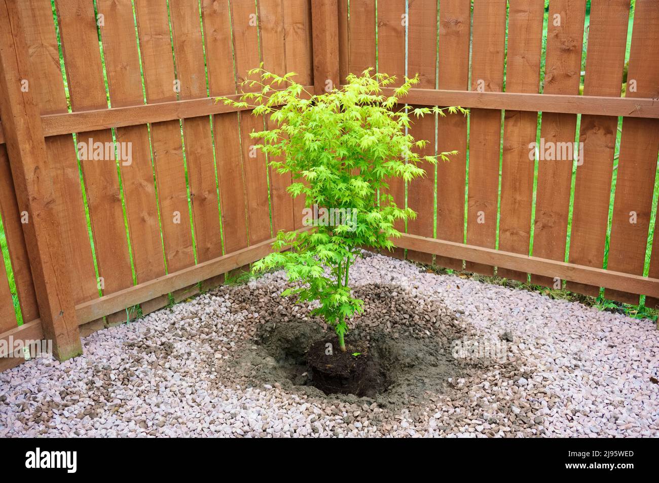 Maple tree during planting sequence in house garden Stock Photo - Alamy