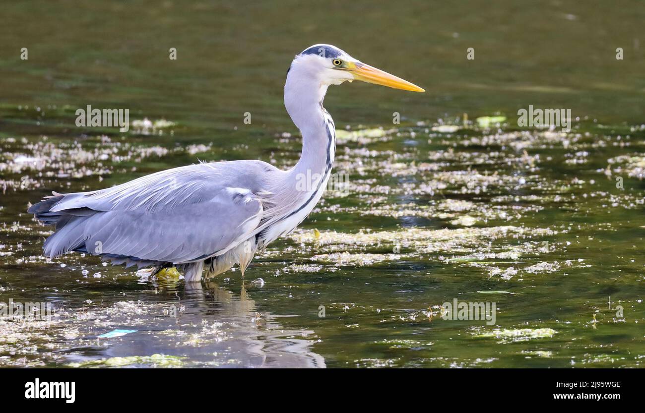 Grey Heron Hunting in Pond, Dundee, Scotland Stock Photo