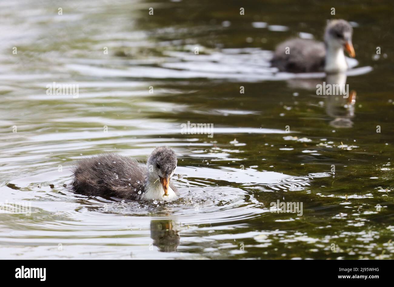 Coot Chick swimming in Pond, Dundee, Scotland Stock Photo