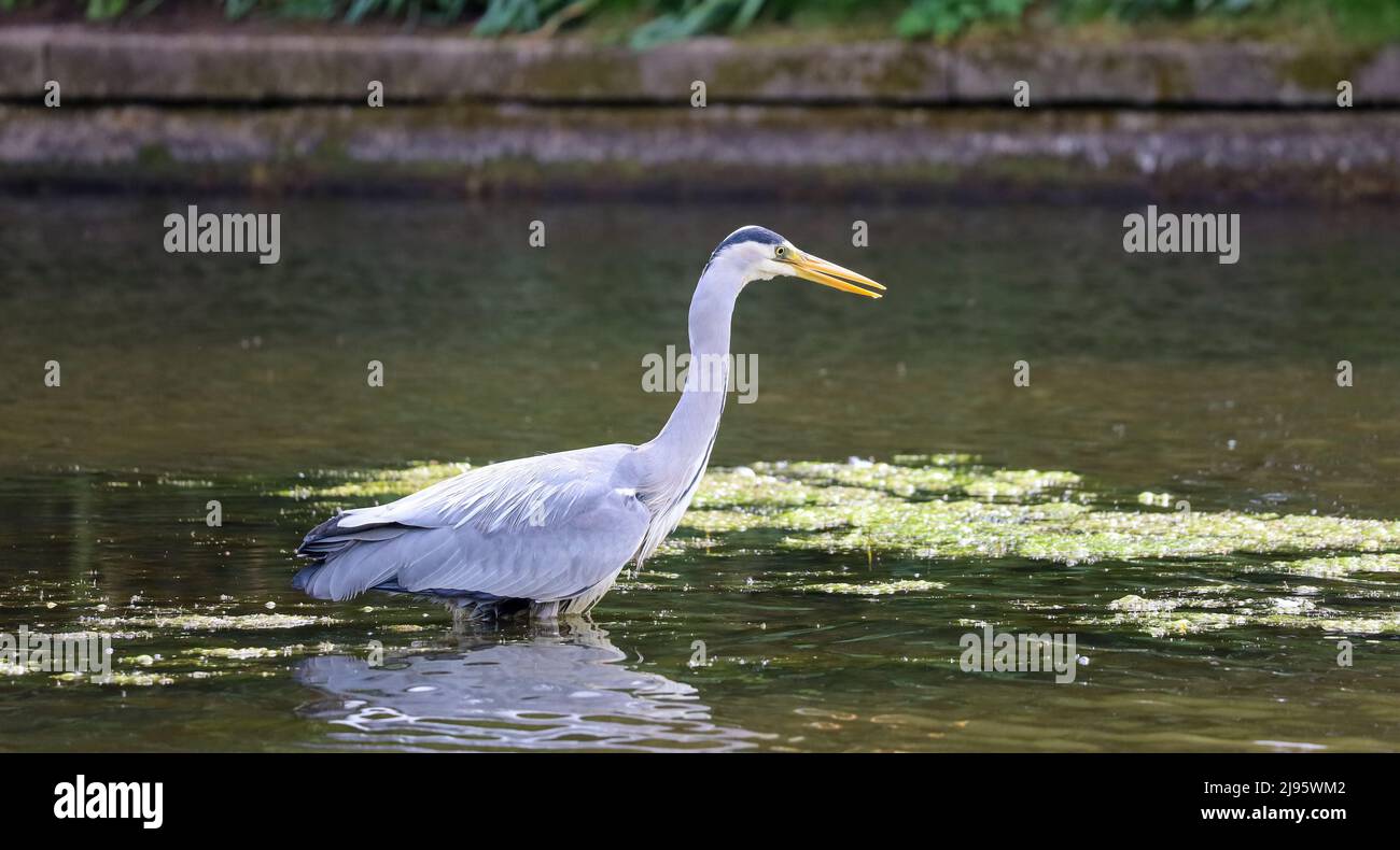 Grey Heron Hunting in Pond, Dundee, Scotland Stock Photo