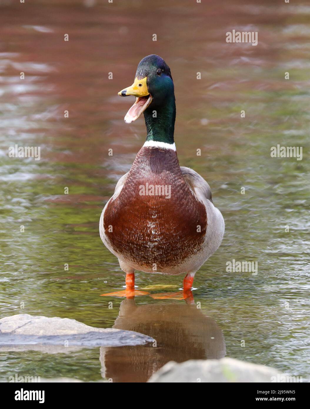 Mallard Duck in Pond, Laughing, Dundee, Scotland Stock Photo