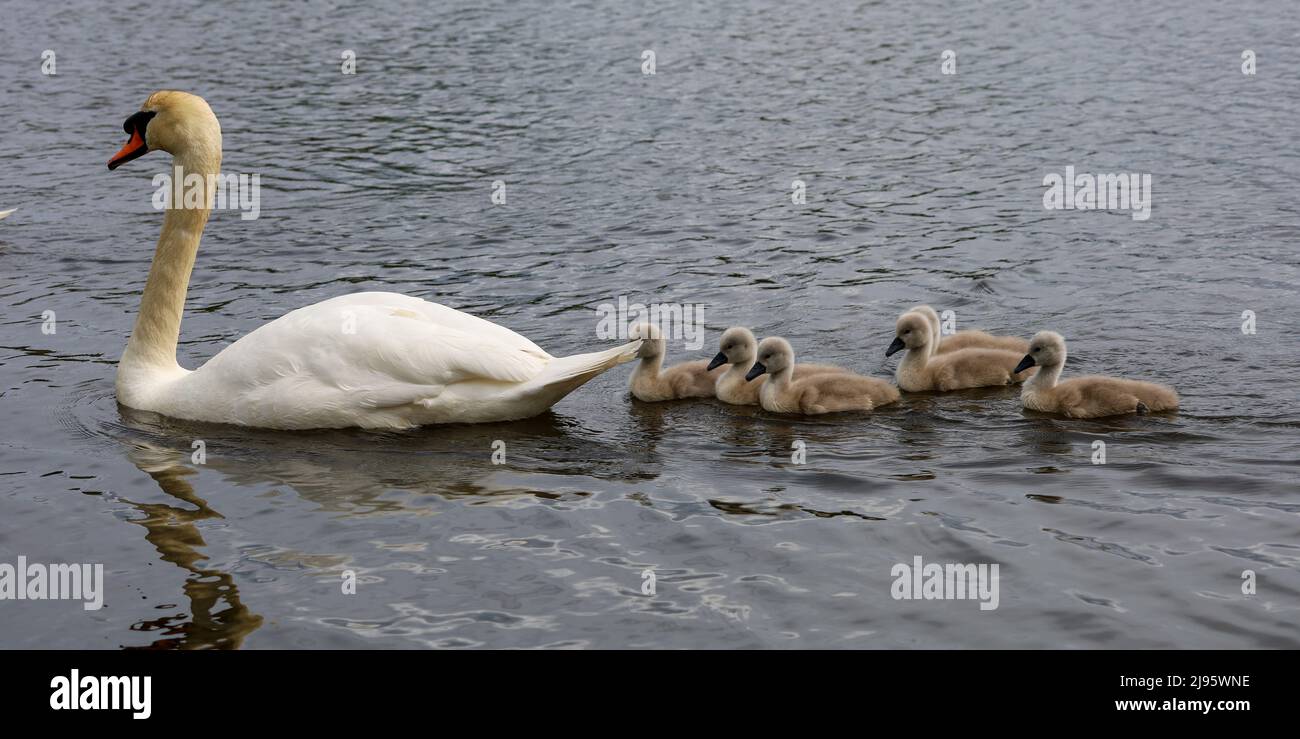 Mute Swan and Cygnets in Pond, Dundee , Scotland Stock Photo