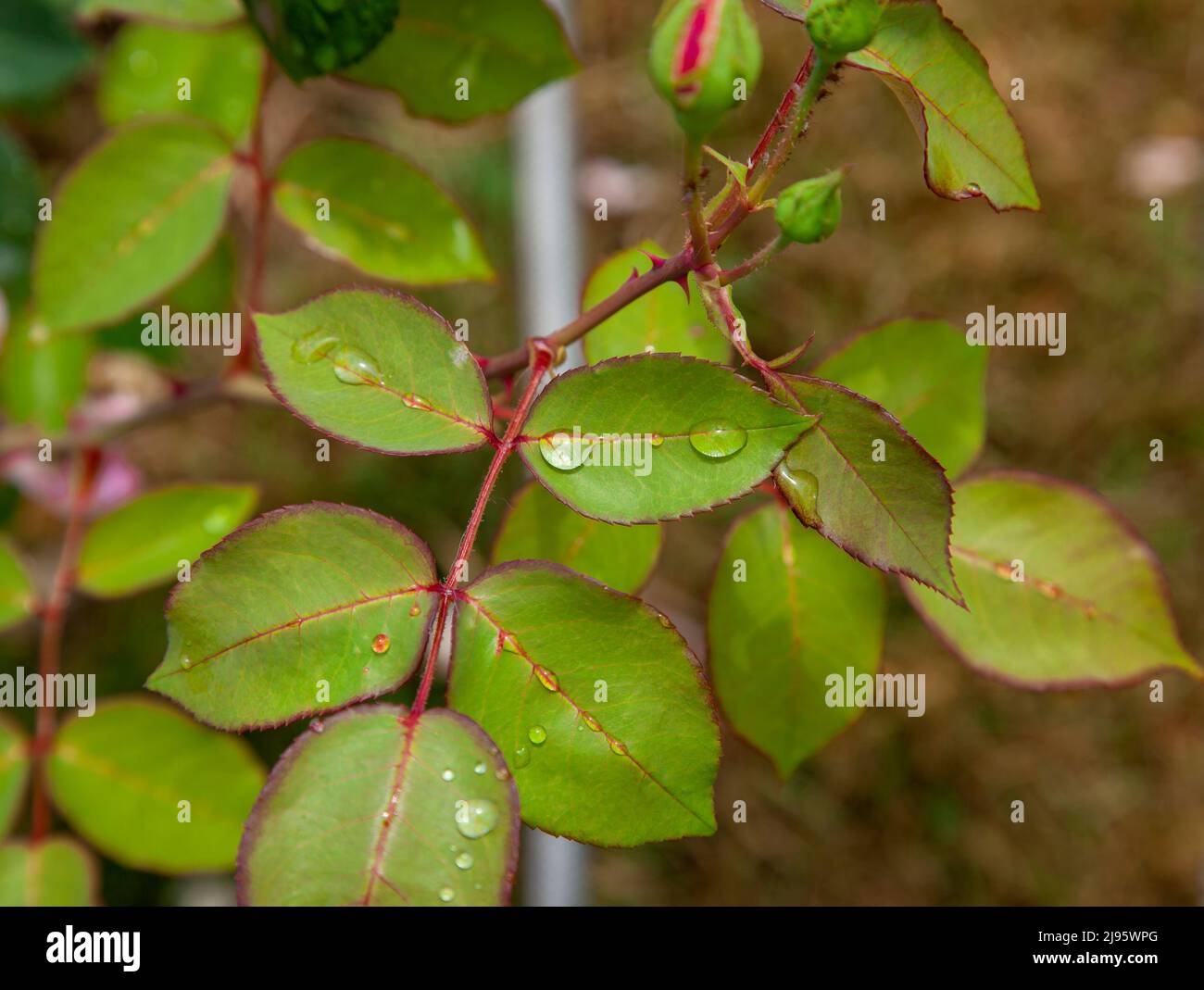 Rose leaves hi-res stock photography and images - Alamy