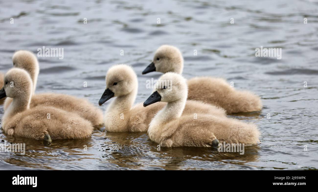 Mute Swan Cygnets in Pond, Dundee , Scotland Stock Photo