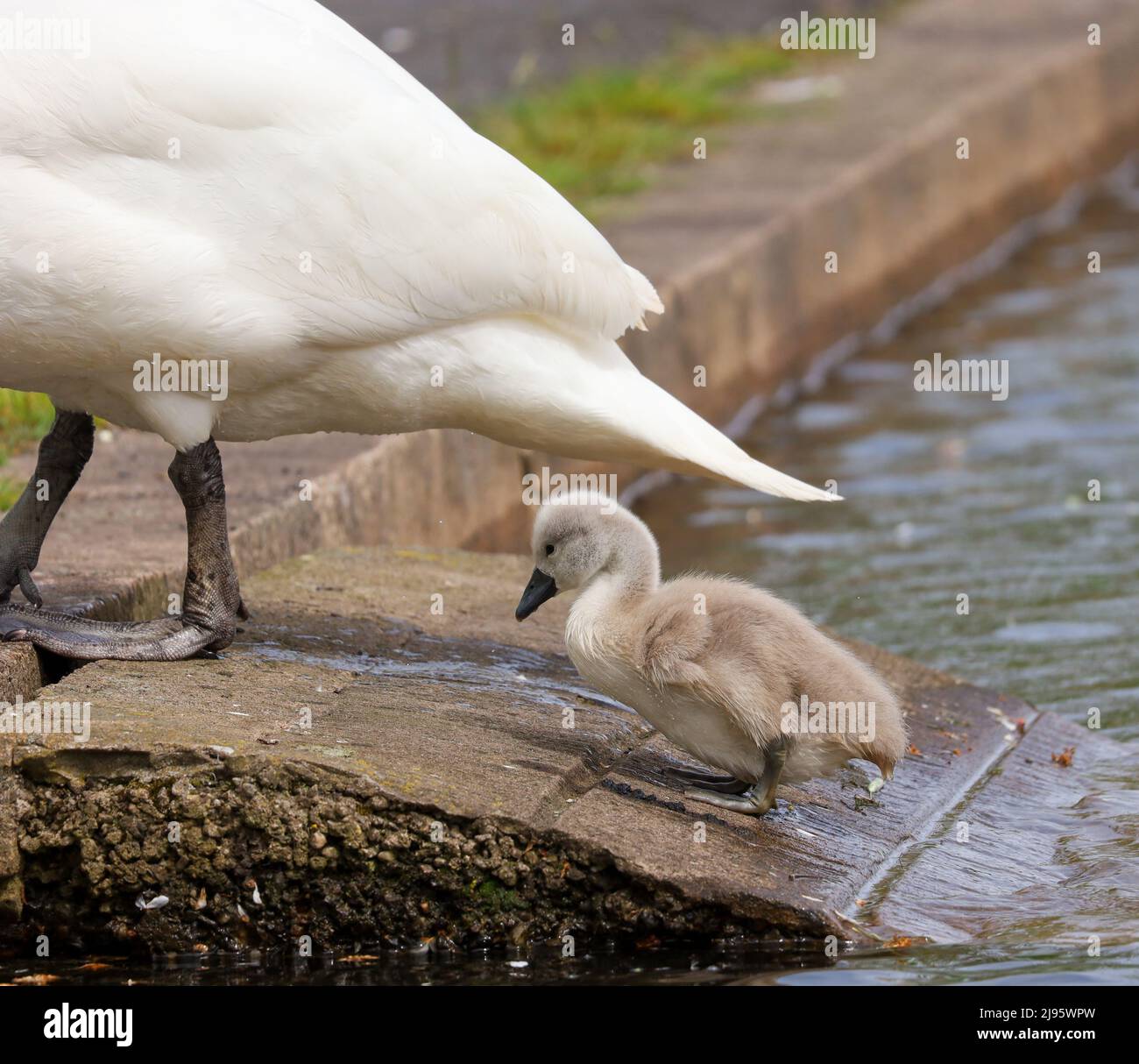 Swan Cygnet sheltering under Mum, Dundee , Scotland Stock Photo
