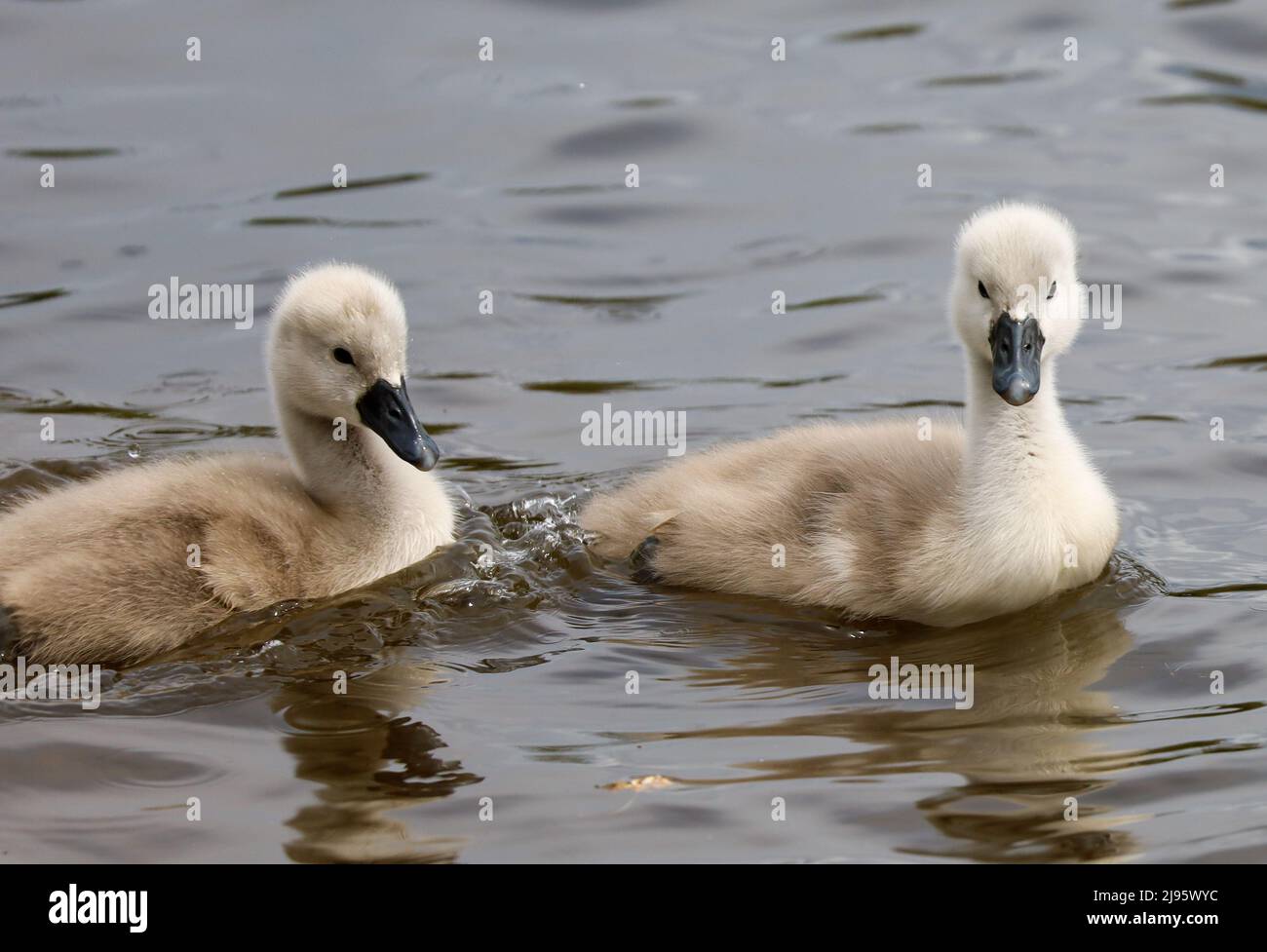 Mute Swan Cygnets in Pond, Dundee , Scotland Stock Photo