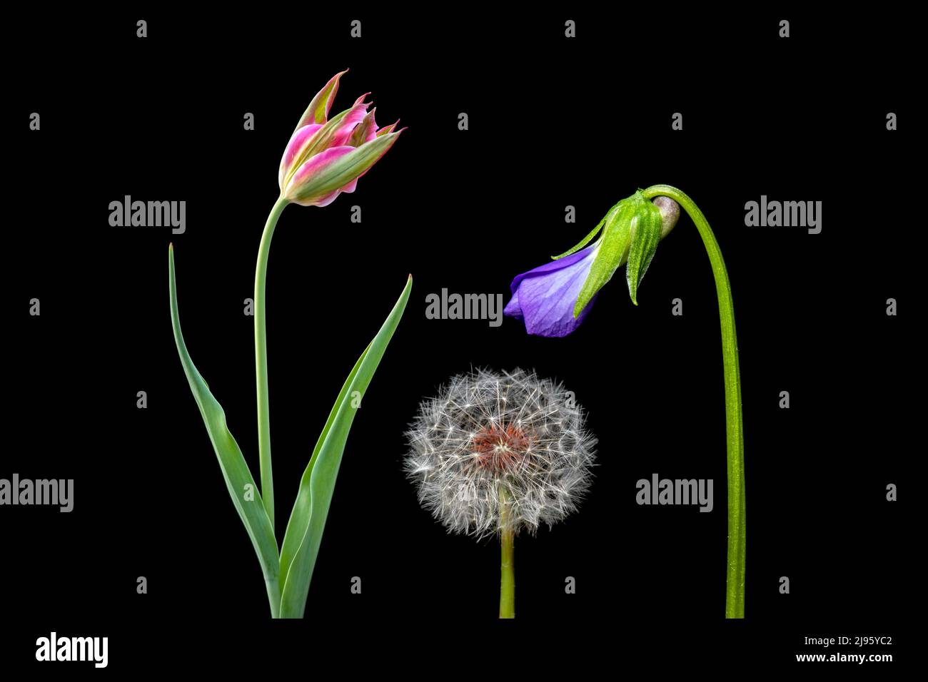 Colorful flower composites (Tulip, Dandelion, and Violet) isolated against black background - North Carolina, USA Stock Photo