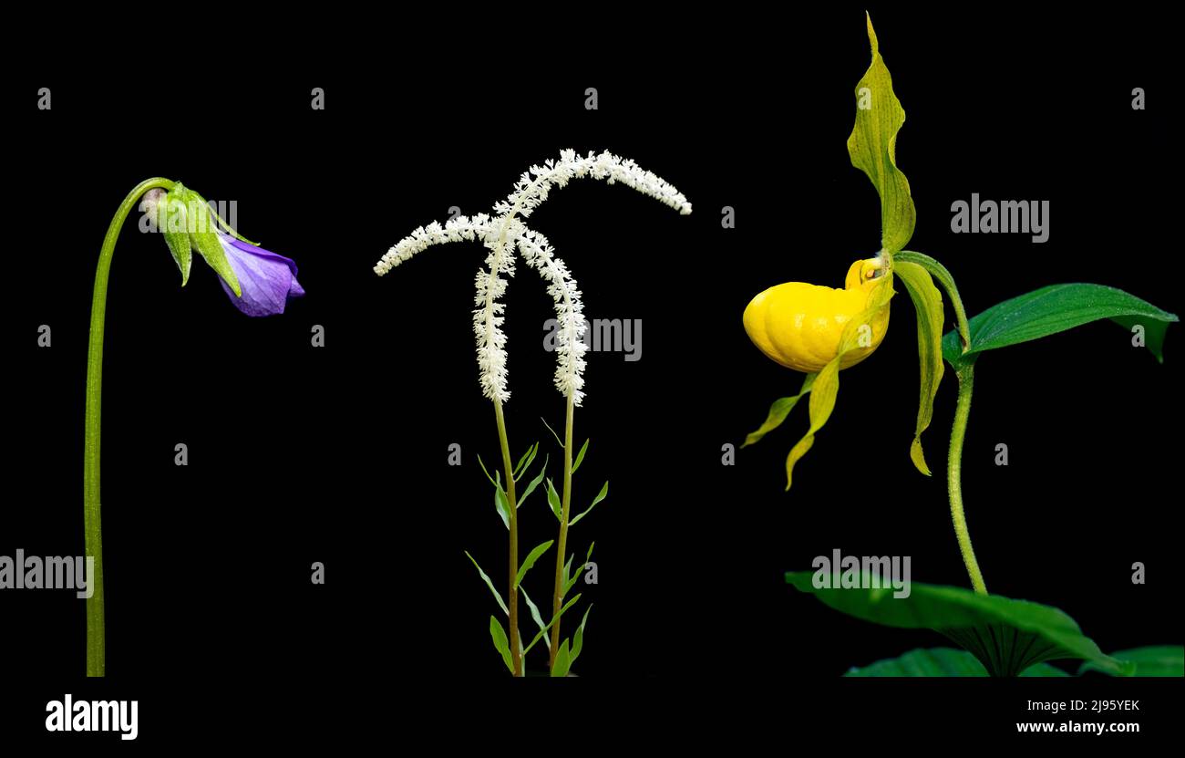 Colorful wildflower composites (Violet, Fairy Wand, and Yellow Lady's Slipper) isolated against black background - North Carolina, USA Stock Photo