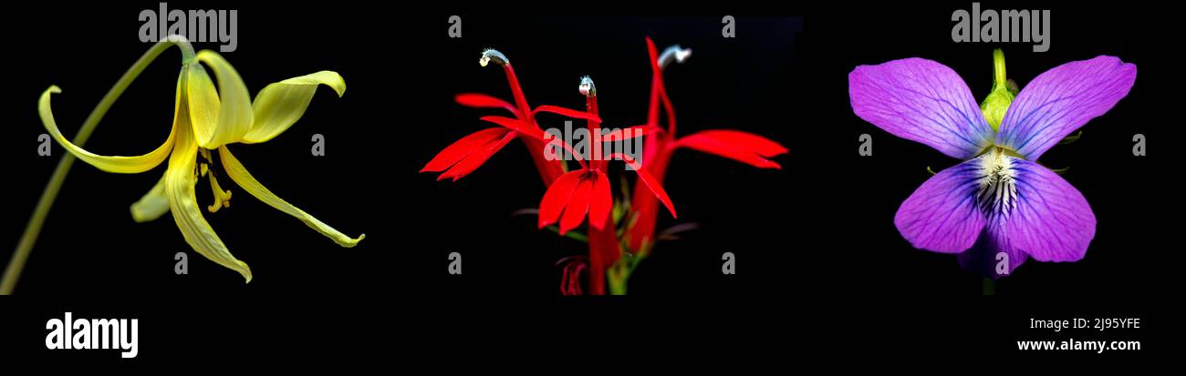 Colorful wildflower composites (Trout Lily, Cardinal Flower, and Violet) isolated against black background - North Carolina, USA Stock Photo