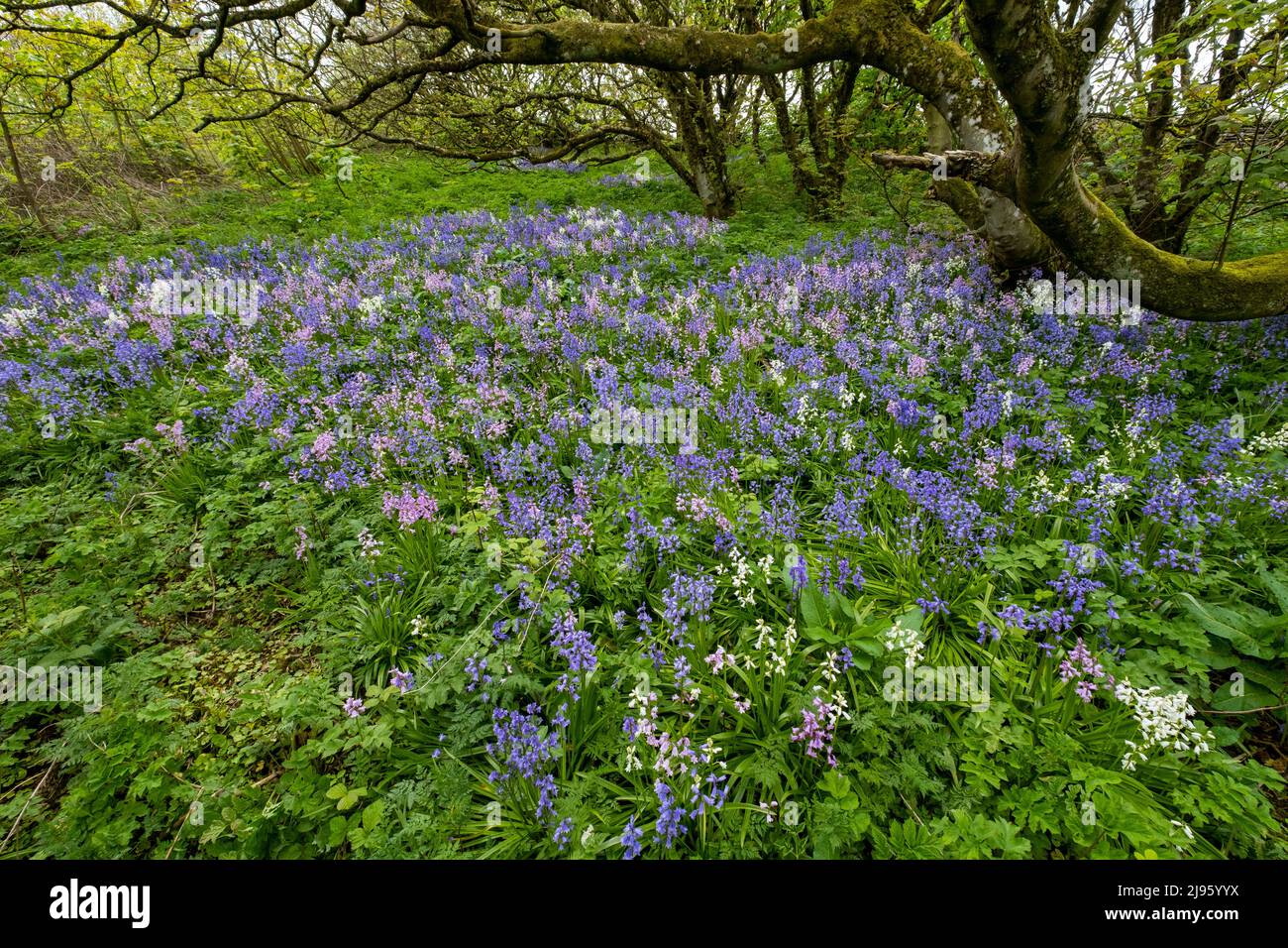 A carpet of Bluebells ( Hyacinthoides non-scripta) cover the ground in a small woodland at Gyre, Orkney Islands, Scotland. Stock Photo