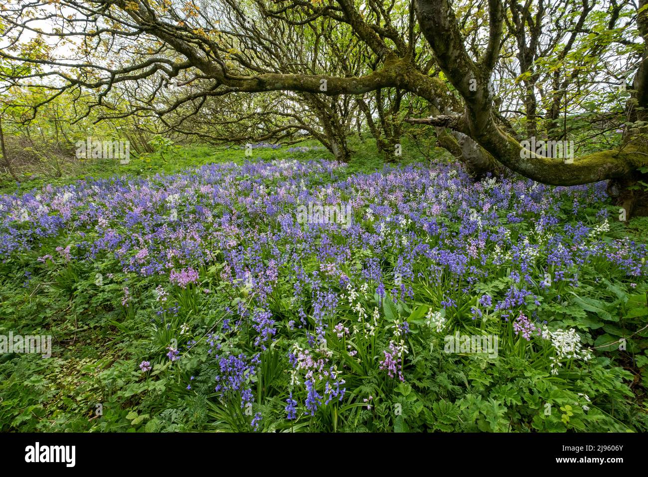 A carpet of Bluebells ( Hyacinthoides non-scripta) cover the ground in a small woodland at Gyre, Orkney Islands, Scotland. Stock Photo