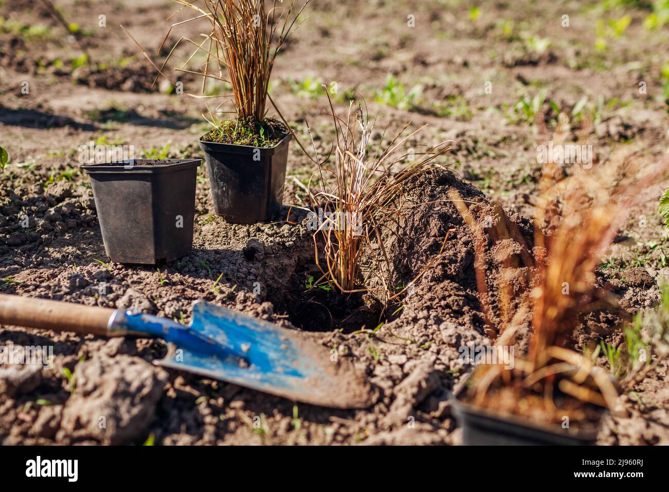 Planting bronze hair sedge into soil. Gardener plants leatherleaf carex in ground in spring garden using shovel. Stock Photo