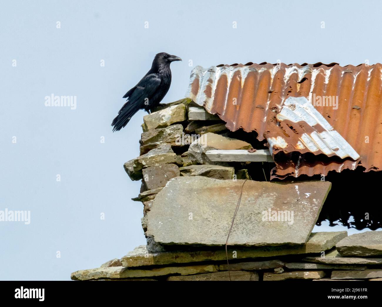 Raven, Corvus corax, perched on the roof of a derelict building, Orkney Islands, Scotland. Stock Photo