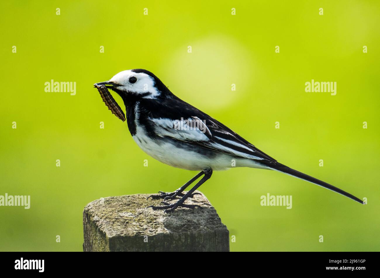 Pied Wagtail, Motacilla alba perched on a fence post with a caterpillar, Orkney Islands, Scotland. Stock Photo