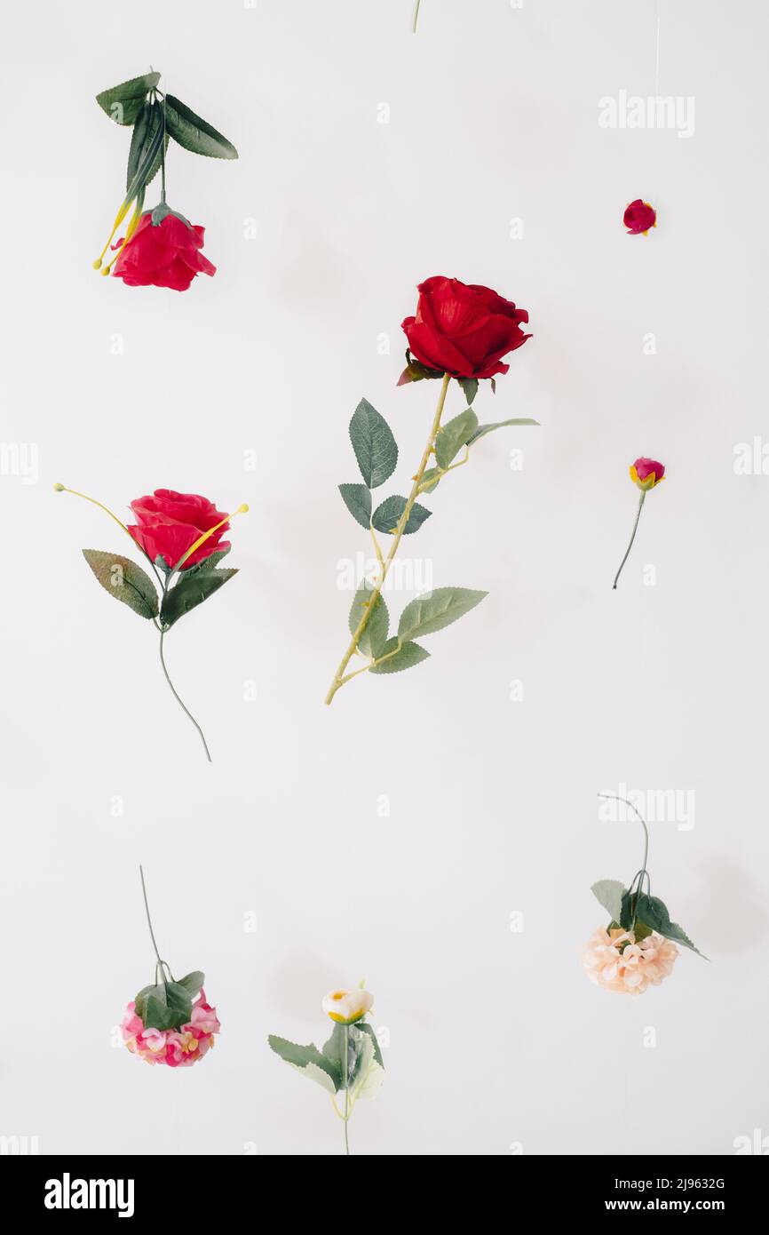 Floral pattern on white background levitating flowers Stock Photo - Alamy