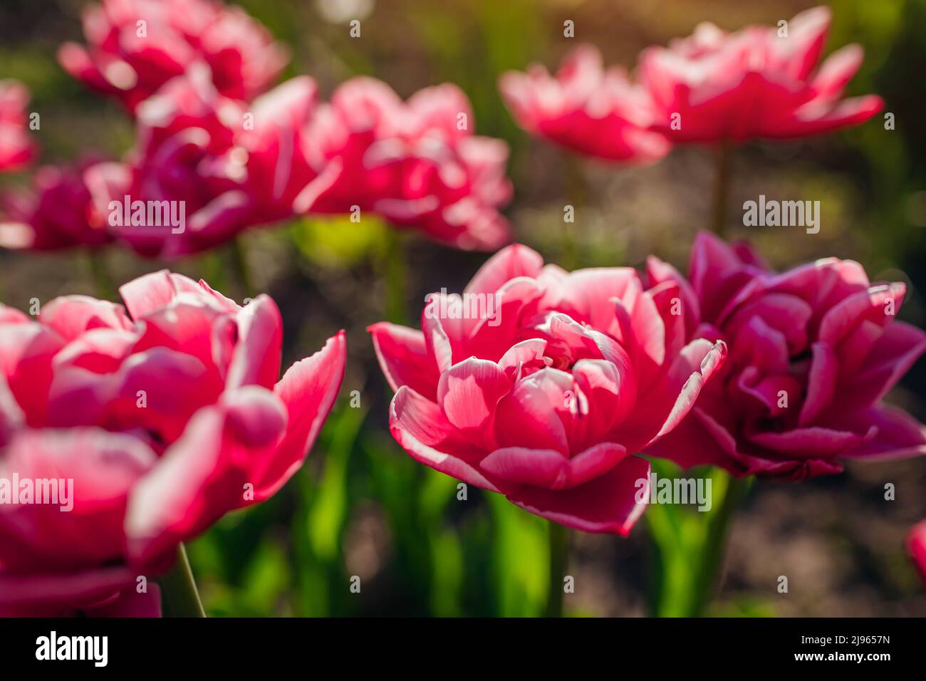 Close up of pink peony tulips with white edge growing in spring garden. Columbus variety. Flowers blooming outdoors Stock Photo