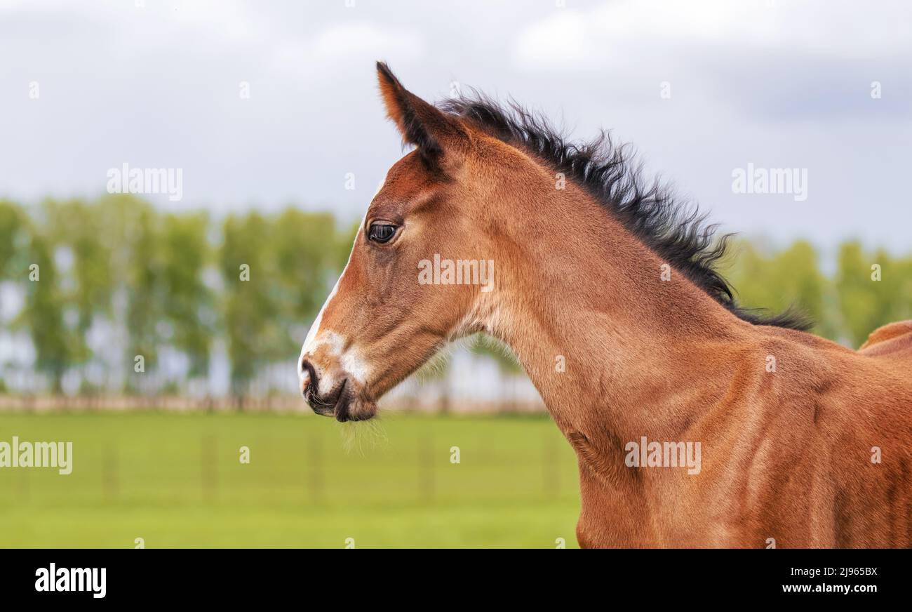 The foal's head is a close-up. Portrait of a thoroughbred colt grazing in a meadow. Pasture on a sunny summer day. Summer background Stock Photo