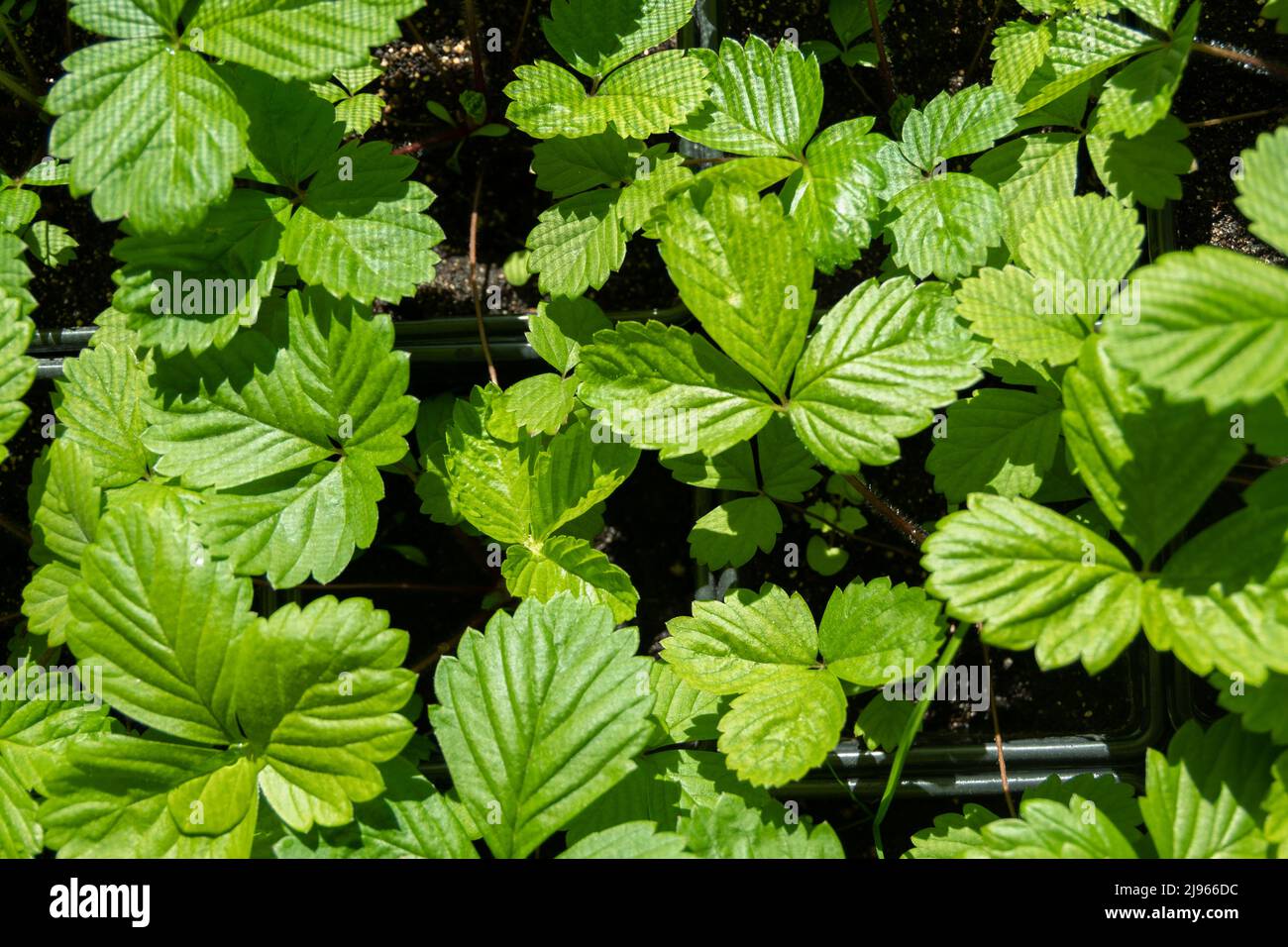 Green strawberry leaves in pots for transplanting into garden soil ...
