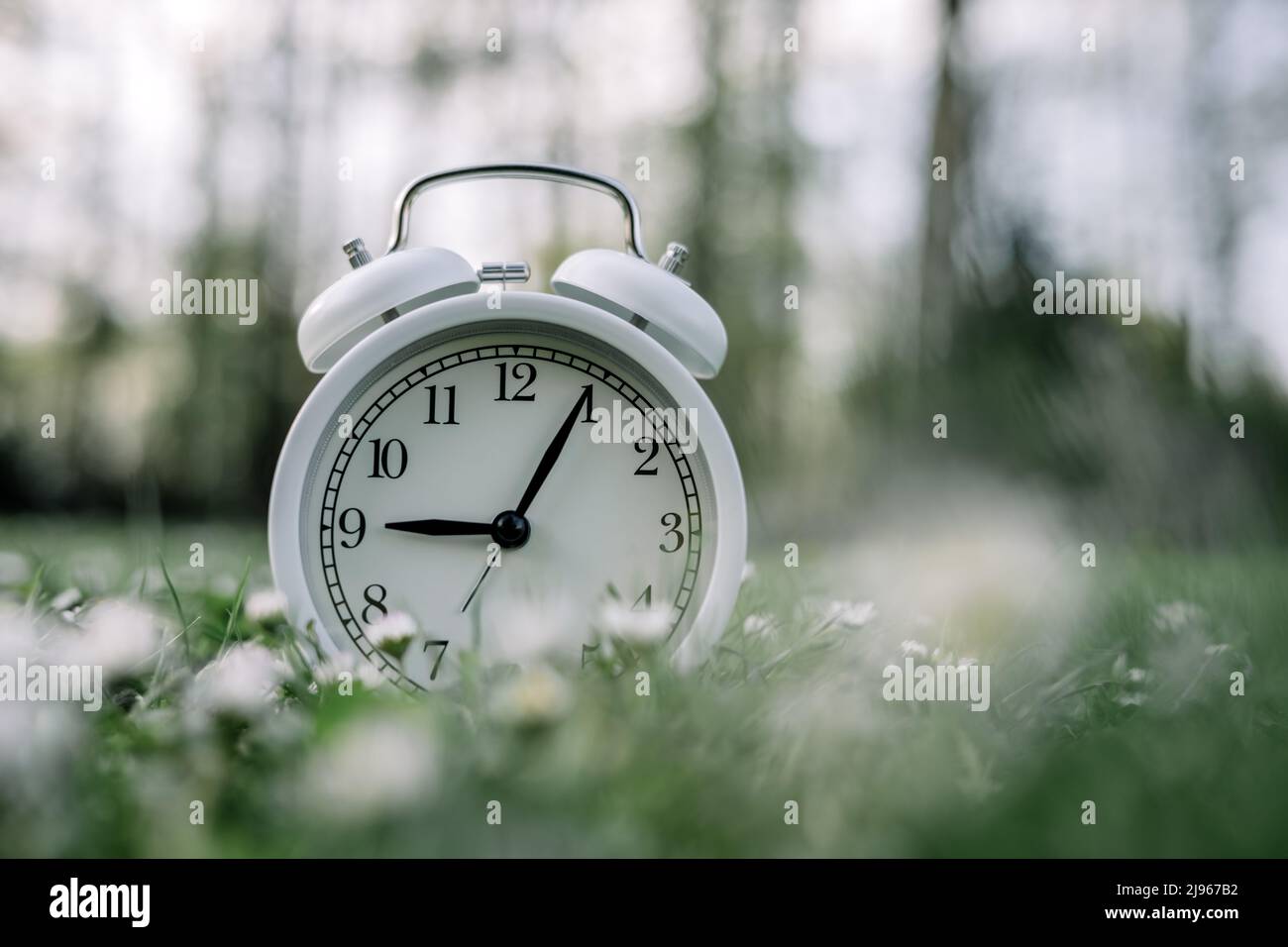 White alarm clock in grass with daisy flowers. Spring season change and time concept Stock Photo