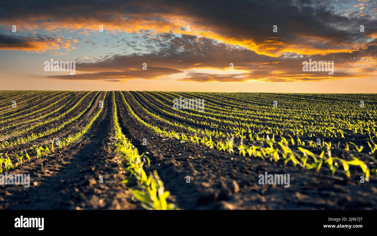 Green corn rows and waves of the agricultural fields of Ukraine. Dramatic sunset sky. Agricultural background panorama Stock Photo