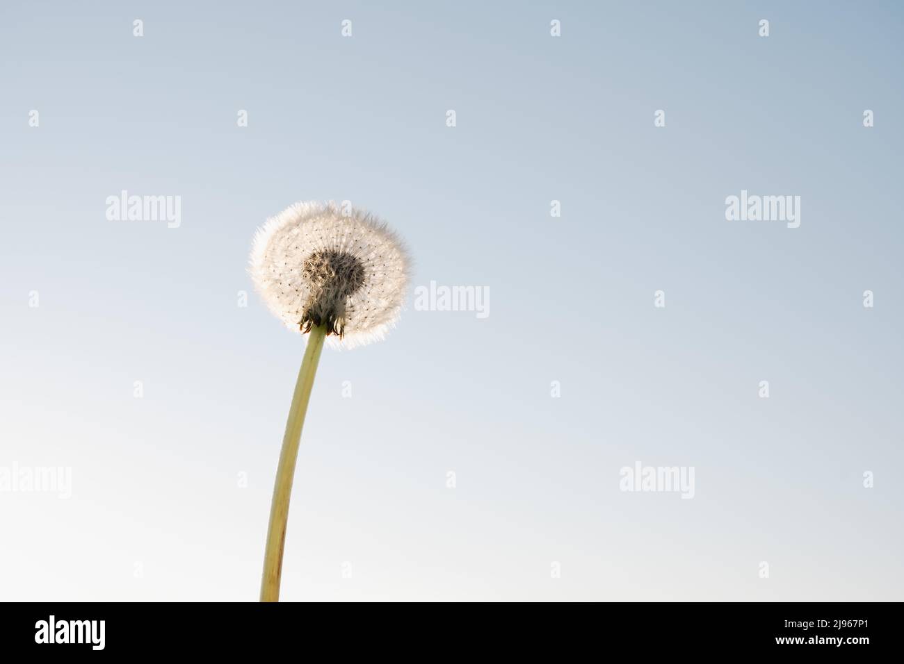 Fluffy single dandelion flower at clear blue sky background. Natural floral background Stock Photo
