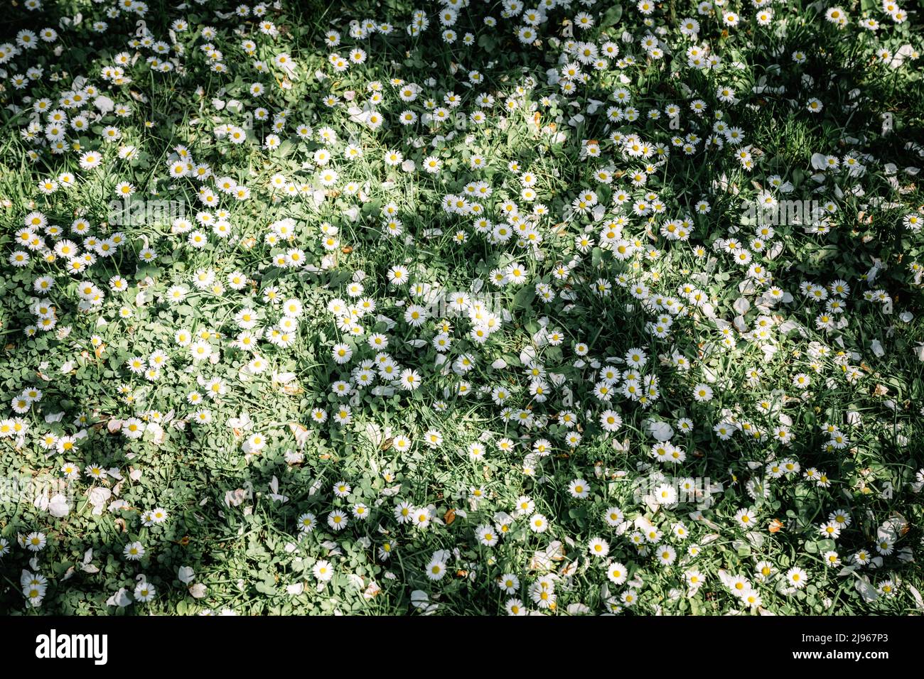 Closeup nature view of green creative layout made of green grass and daisy flowers on spring meadow. Natural background Stock Photo