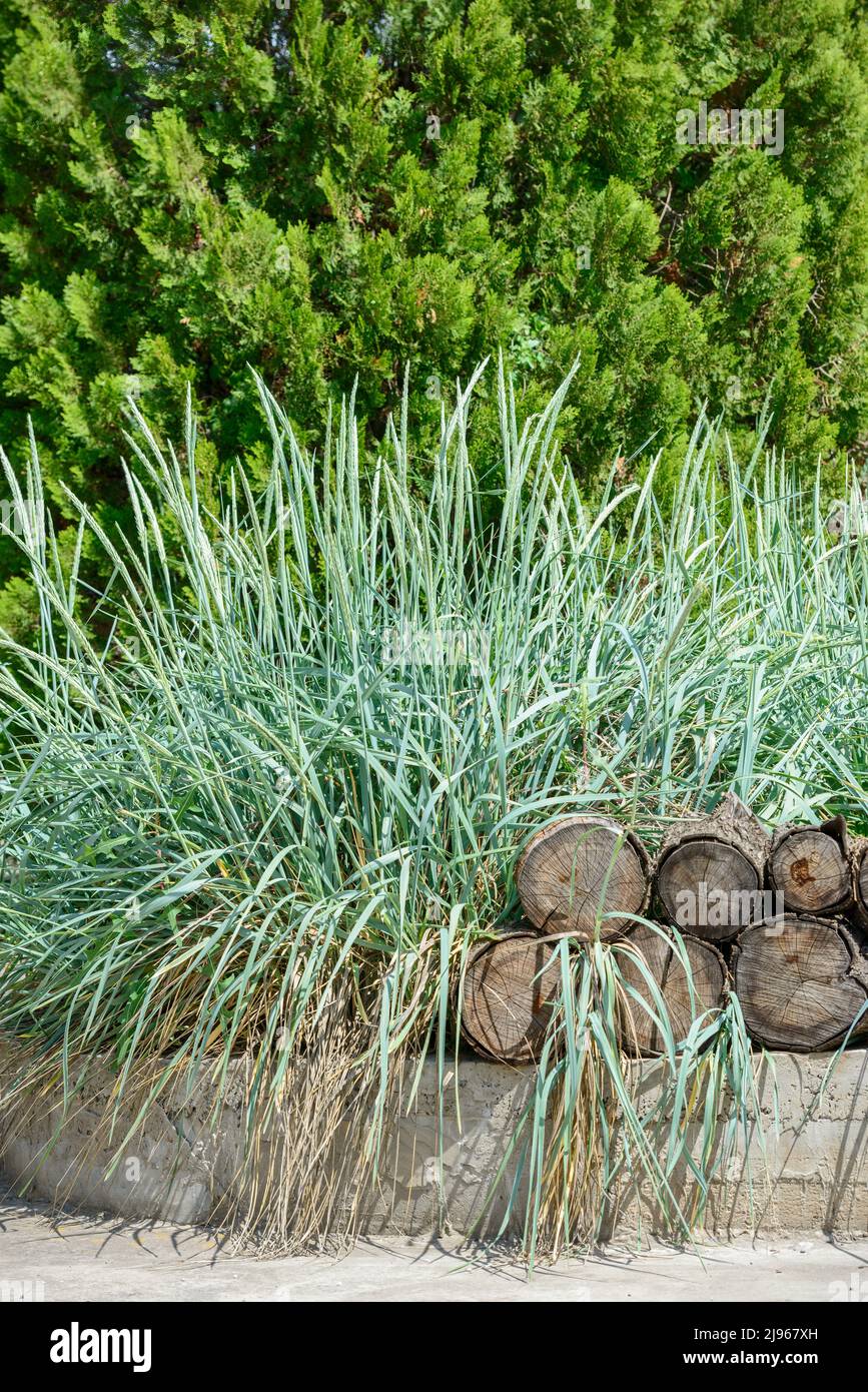 Closeup garden cecorative composition with Leymus arenarius plants and wood chocks. Stock Photo