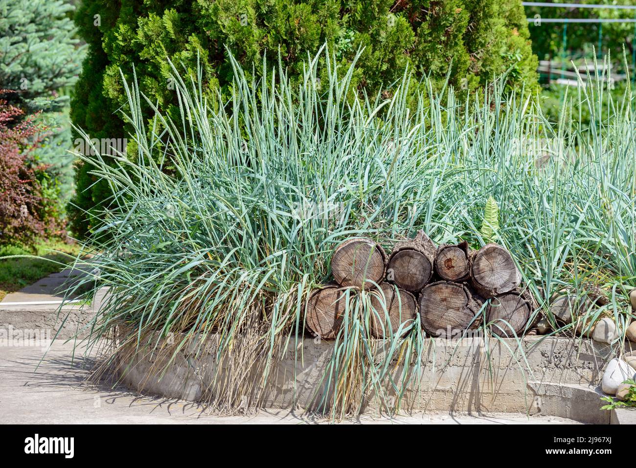 Closeup garden cecorative composition with Leymus arenarius plants and wood chocks. Stock Photo
