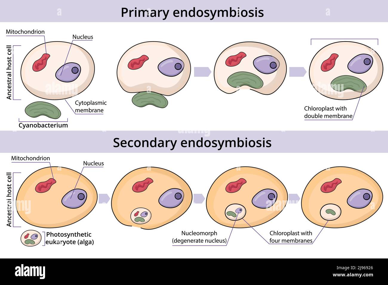Primary and secondary endosymbiosis. Cell engulfs and absorbs a prokaryotic cell. An eukaryotic cell engulfs and absorbs another eukaryotic cell. Stock Vector