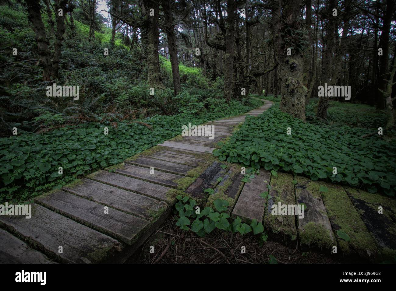 Boardwalks at Long Beach in Pacific Rim National Park in British Columbia, Canada Stock Photo