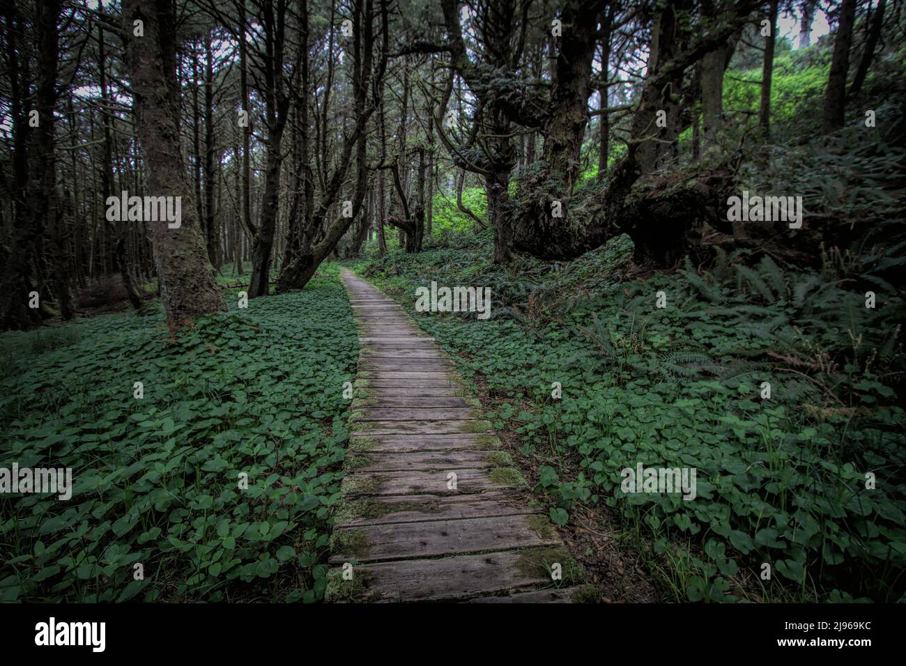 Rustic boardwalk leads into a forest for hikers to follow near Long Beach in Pacific Rim National Park in British Columbia, Canada. Stock Photo