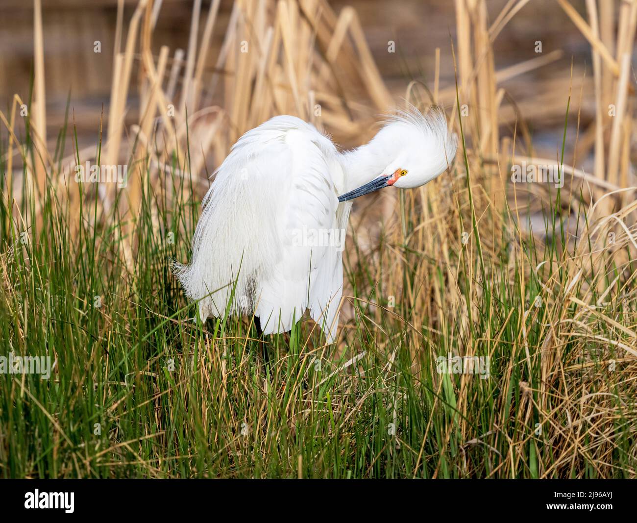 A Snowy Egret with a bright yellow eye and colorful red lore, grooming itself in a natural habitat of cattail reeds and grasses in early Spring. Stock Photo