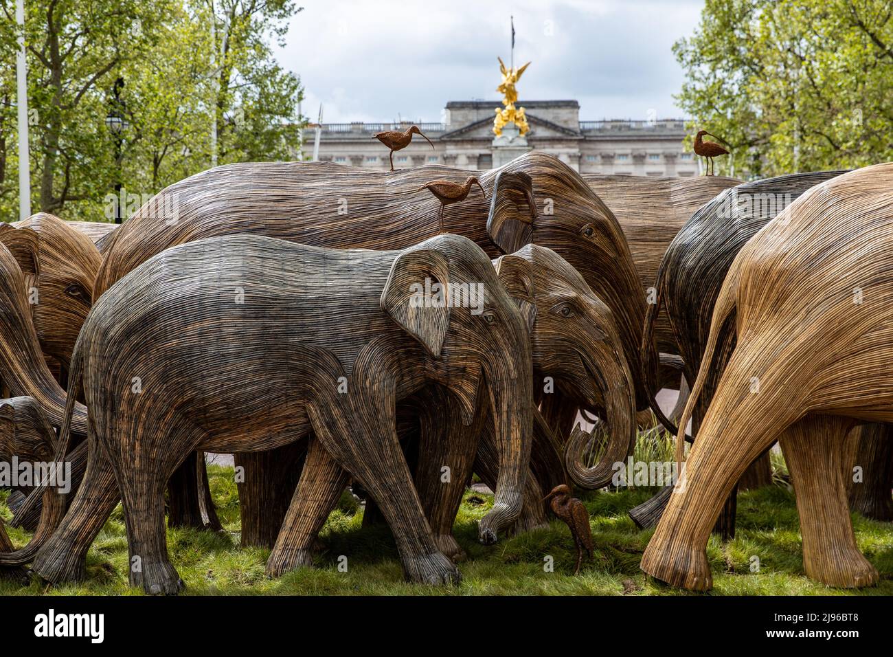 A herd of lifesized elephant sculptures have gone on display in front