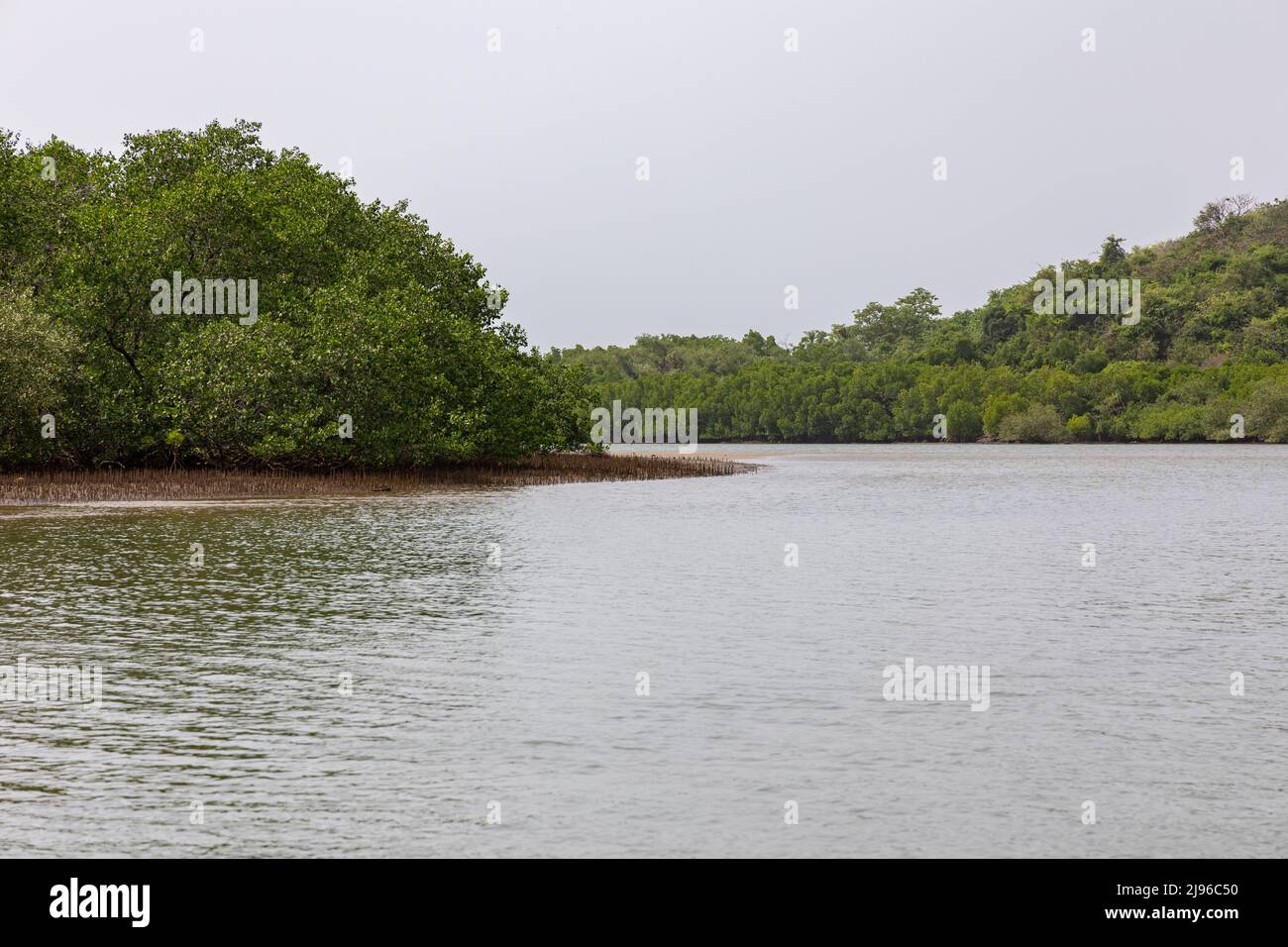 Mangroves growing on shallow parts of land in the middle of Karli River, Devbag, Malvan, Maharashtra, India Stock Photo