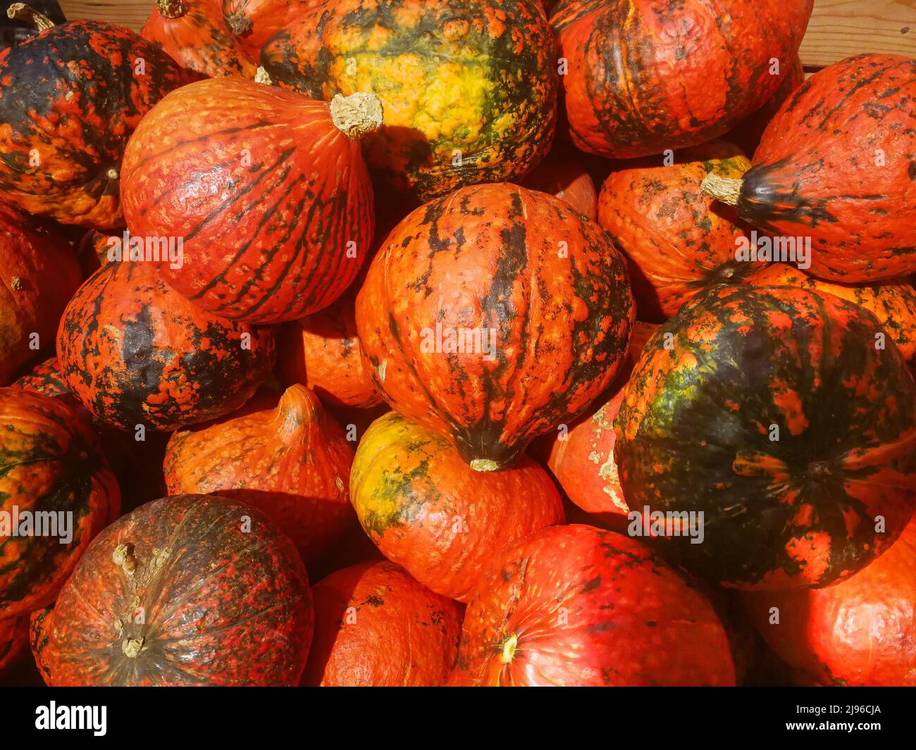 Red Pumpkin - stacked for sale in the market. Stock Photo