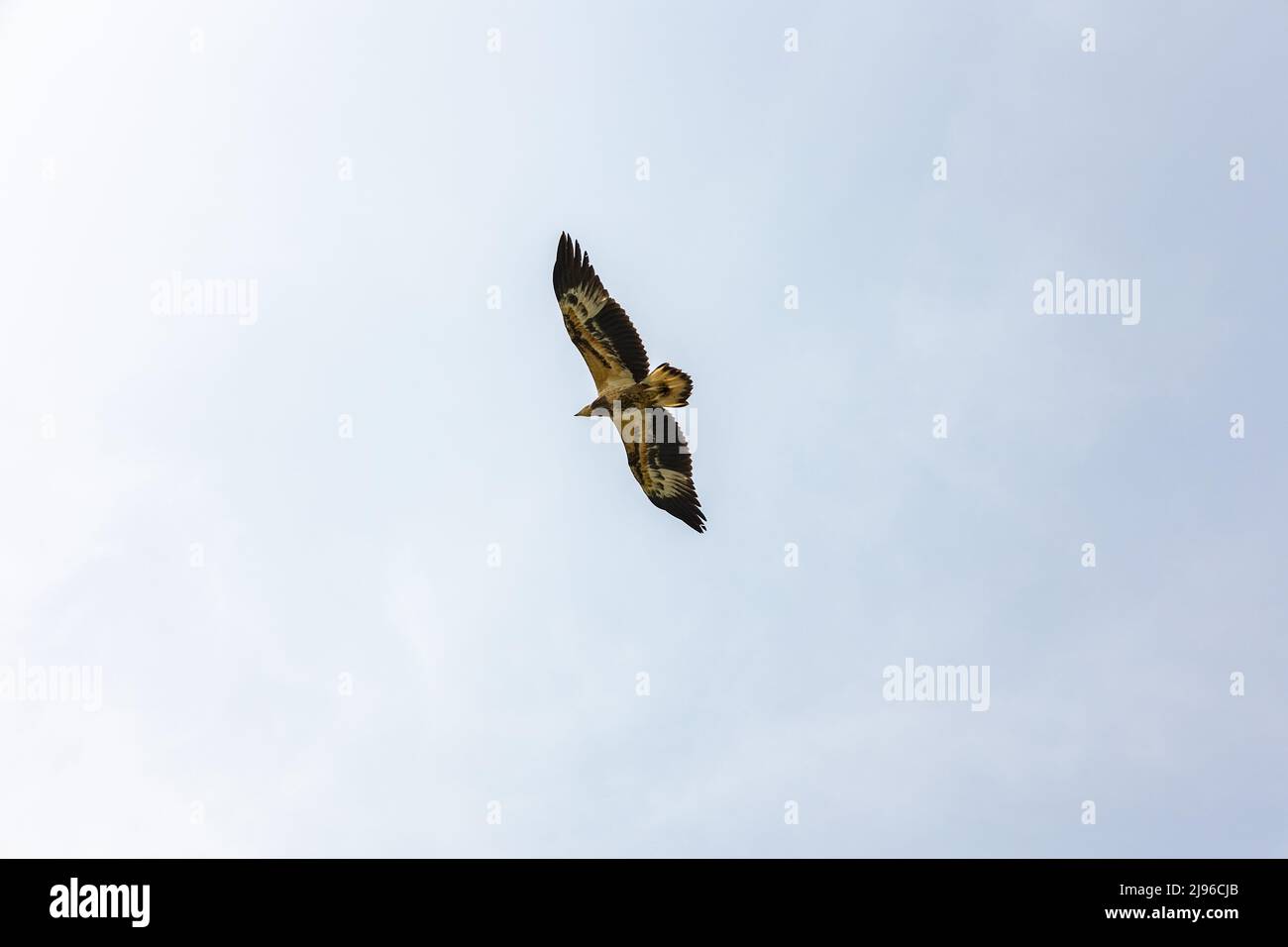 View of an Eagle flying overhead in the sky above Karli River Stock Photo