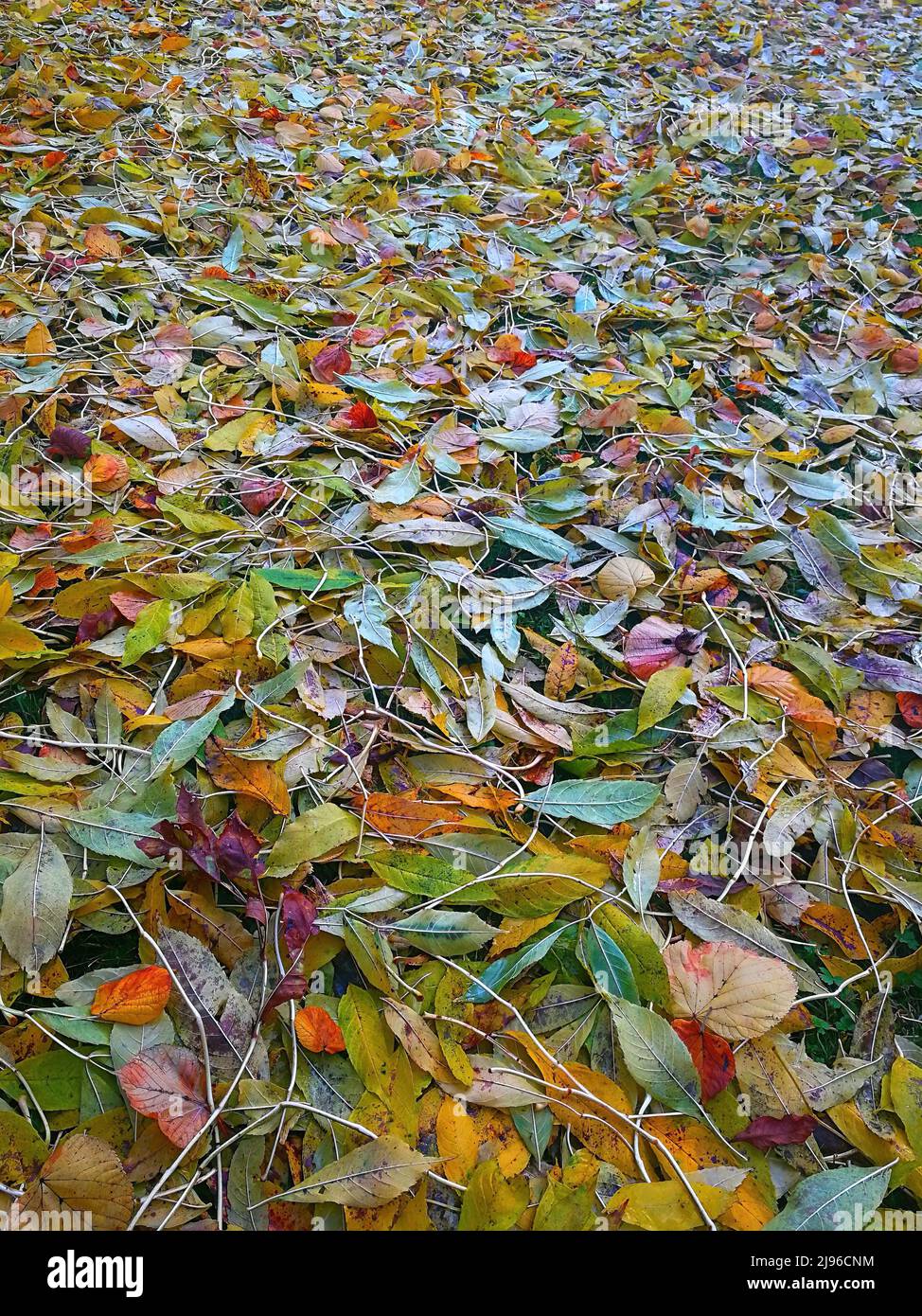 Colorful autumn leaves on the floor Stock Photo