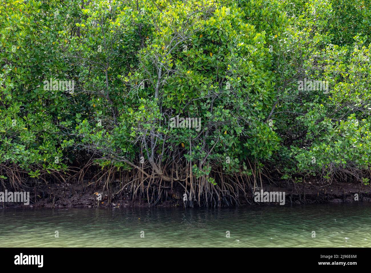 Close-up of mangroves growing on shallow parts of land in the middle of Karli River, Devbag, Malvan, Maharashtra, India Stock Photo