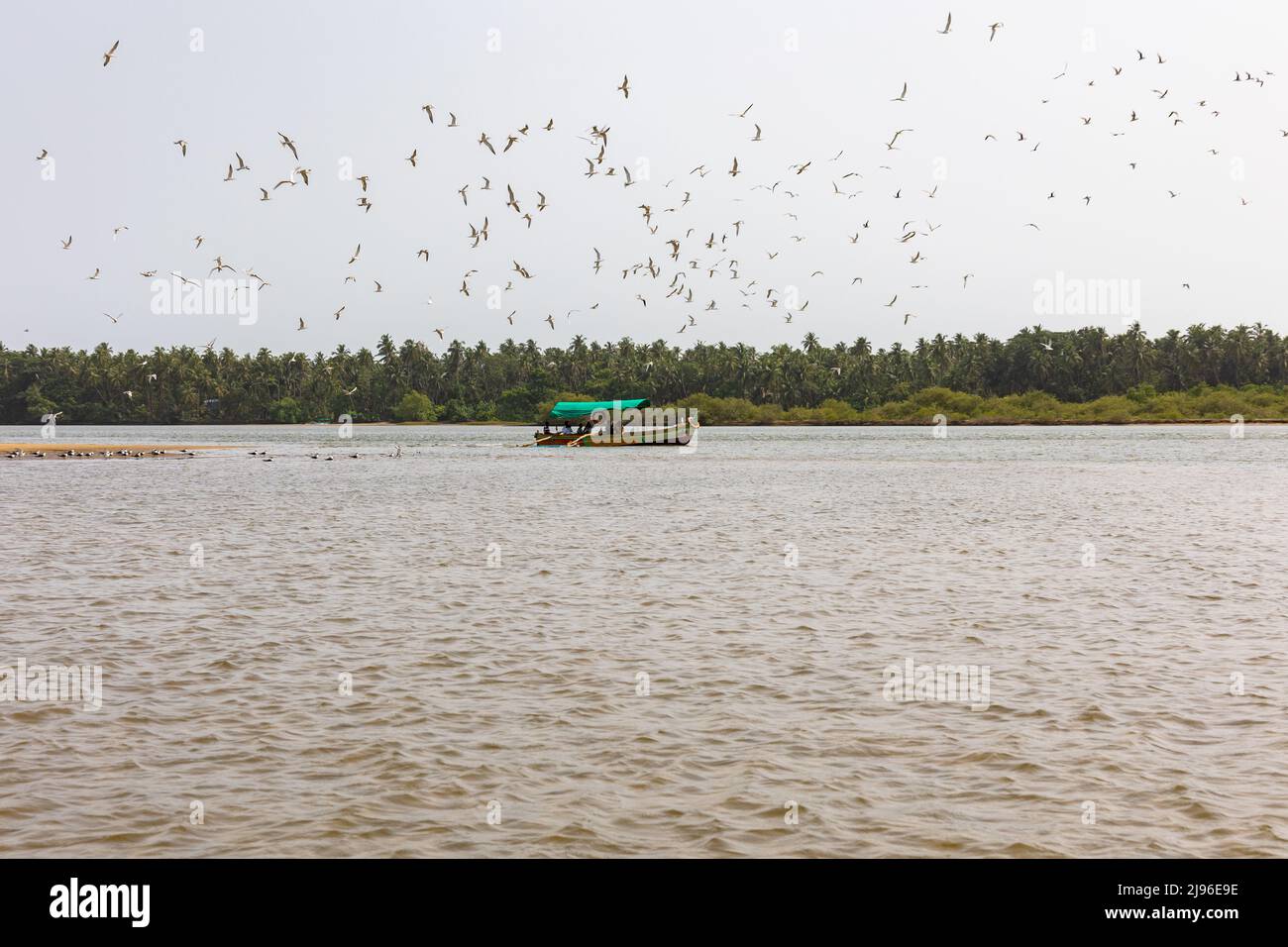 Flock of River Terns ( Sterna aurantia ) flying over a boat carrying tourists on Karli River Stock Photo