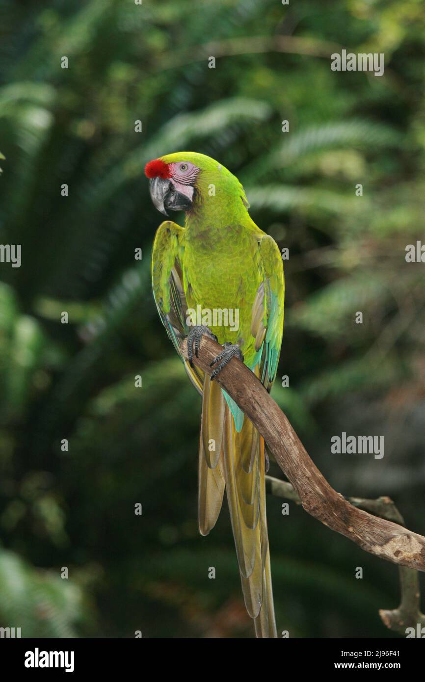 A bird sitting on a branch is never afraid of it breaking, his trust is