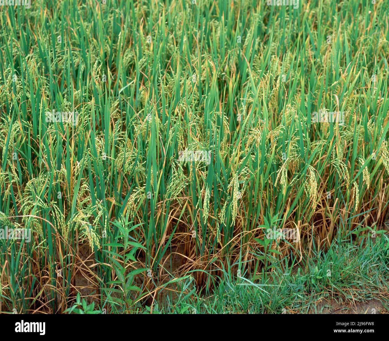 Cultivo de rio hi-res stock photography and images - Alamy